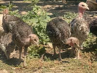 Turkeys — Foto 2
