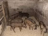 Babi betina, Мангалица — foto 3