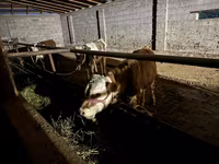 Bou, Latvian Blue cattle — foto 4