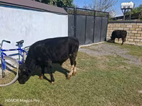 Lembu jantan, Cattle — foto 5