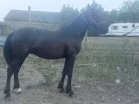 اسب نر, Friesian — عکس 2