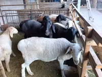 میش, Rhon sheep — عکس 5