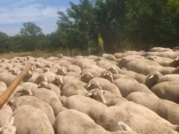 Sheep, Merino sheep — Hungary