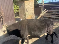 Lembu betina, Latvian Blue cattle — foto 4