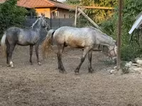 Koń, Konie — zdjęcie 2