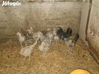 Bantam Nhật Bản — ảnh 5