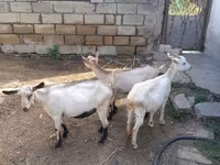 بز ماده, Saanen goat — عکس 1