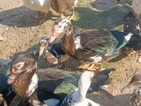 Ducks — รูปภาพ 1