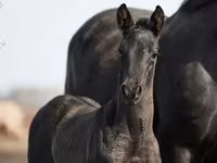Hingst, Trakehner — foto 3
