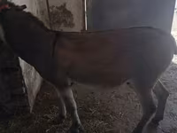 گھوڑا, گھوڑے — تصویر 3