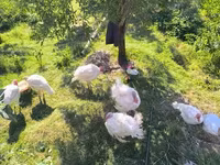 Turkeys — फ़ोटो 2