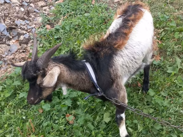 Kozioł, Kozy