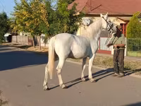 Kuda betina, Horses — foto 3