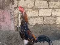 Chickens — عکس 4