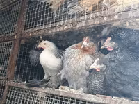 Chickens — 6 зураг