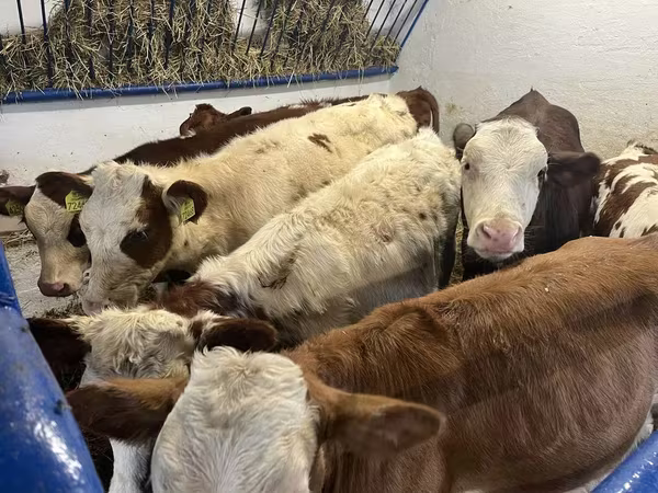 گاو ماده, Simmental cattle