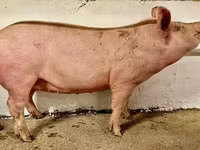 Sow, Pigs — photo 6