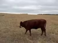 Lo’, Cattle — sawirka 3