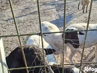 แกะตัวผู้, Dorper sheep — รูปภาพ 1