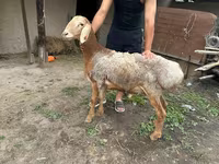 قوچ, Rhon sheep — عکس 4