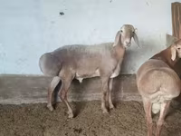 Dume la kondoo, Arashan sheep — picha 2