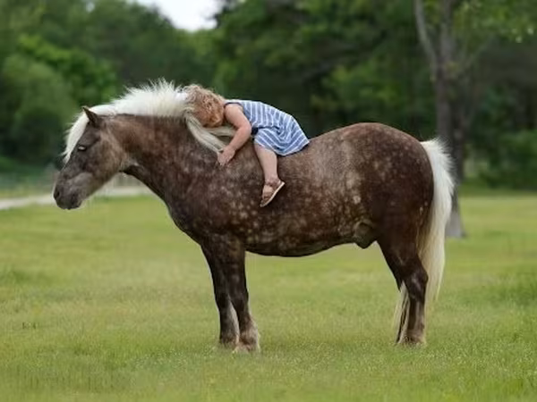 公马, Horses