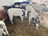公牛, Cattle — 照片 4