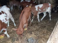 گاو و گوساله (گروه، جنسیت مشخص نشده), Simmental cattle — عکس 2
