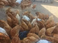 Chickens — عکس 2