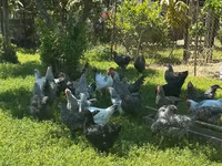 Chickens — foto 6