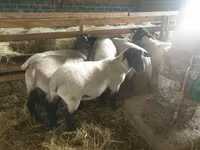 Sheep, Baerchuke sheep — photo 1