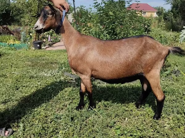 Capră, Alpine goat