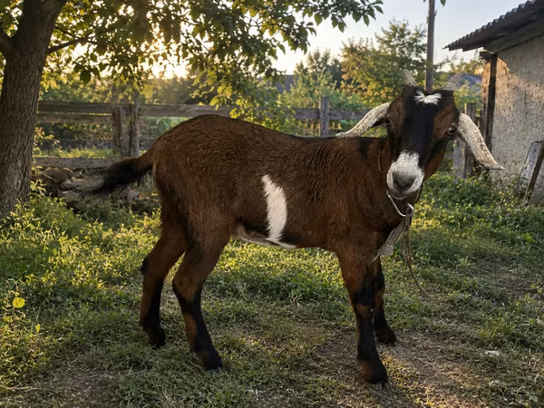 Ged, Nubian Goat