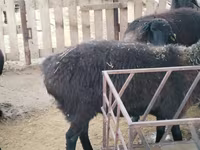 قوچ, گوسفند — عکس 8