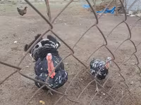 Turkeys — عکس 2