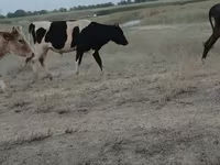 Toro, Razza Holstein — foto 2