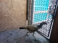 Chickens — عکس 5