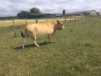 Cow, Partenaise cattle — photo 3