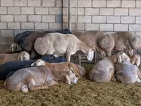 Wad, Dorper sheep — sawirka 2