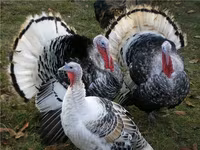 Turkeys — ፎቶ 2