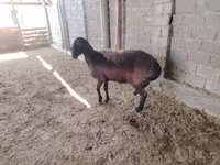 Pecore (lotto, sesso non specificato), Blackheaded Persian sheep — foto 2