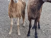 ወንድ ፍየል, Goats — ፎቶ 1