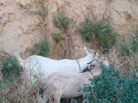 Keçi, Saanen goat — foto 7