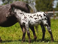 Hoppe, American shetland pony — foto 7