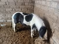 Kuda betina, Horses — foto 3