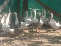 Geese — foto 1