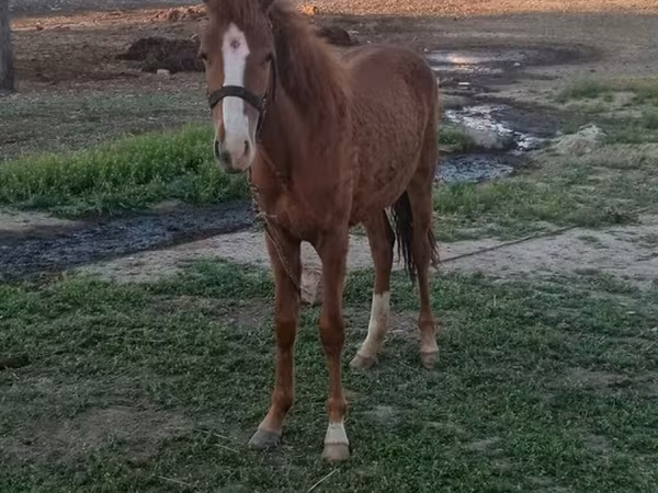 اسب نر, Azerbaijan horse