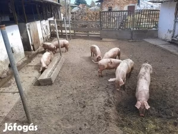 Prasnice, Prasata