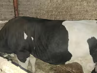 วัวตัวผู้, Simmental cattle — รูปภาพ 1