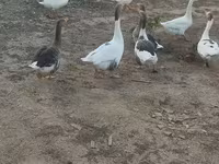 Geese — foto 6